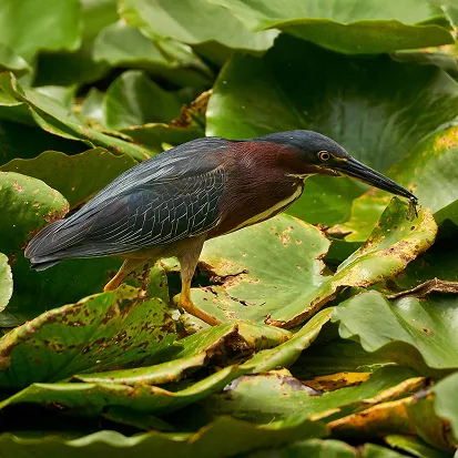 A green heron, Photo by Iván Hernández-Cuevas